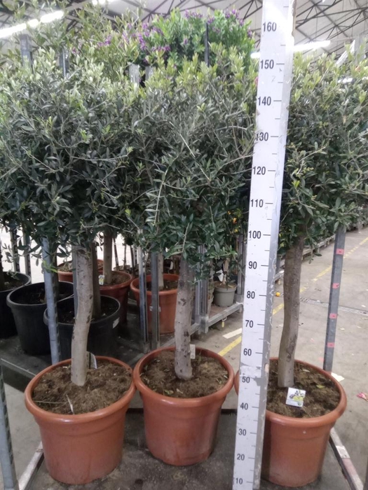 <h4>Olea europaea</h4>