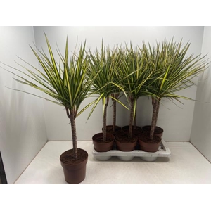 Dracaena marginata Sunray 17Ø 70cm 1pp