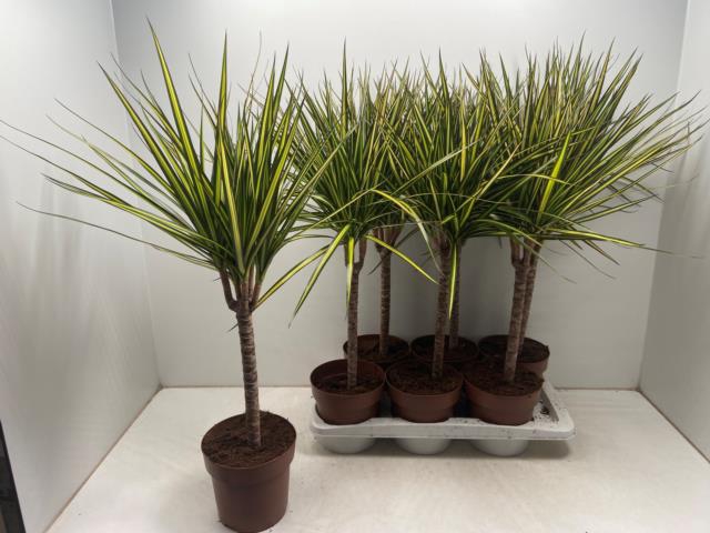 Dracaena marginata Sunray 17Ø 70cm 1pp