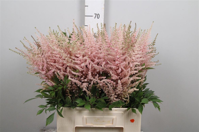 <h4>Astil Ar Eart L Pink</h4>