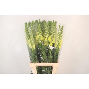 Antirrhinum It. Yellow