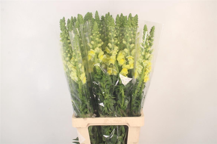 <h4>Antirrhinum It. Yellow</h4>