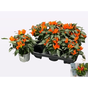 PEPER PLANTEN