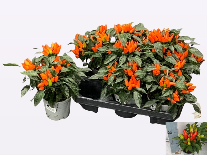 <h4>PEPER PLANTEN</h4>