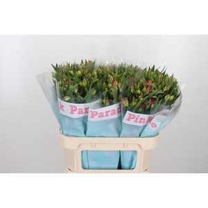 Alstroemeria Pink Paradiso 60 Gram