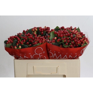 Hypericum True Romance