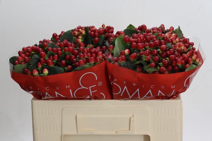 <h4>Hypericum True Romance</h4>