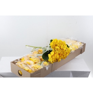 Hydr Dark Yellow Tinted Select Box