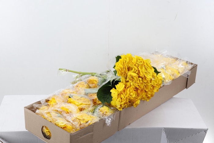 <h4>Hydr Dark Yellow Tinted Select Box</h4>