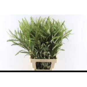 GREVI IVANHOE BRONZE