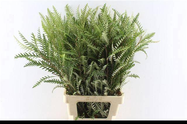 <h4>GREVI IVANHOE BRONZE</h4>