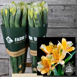 ALSTRO SUNNY LADY 70GR