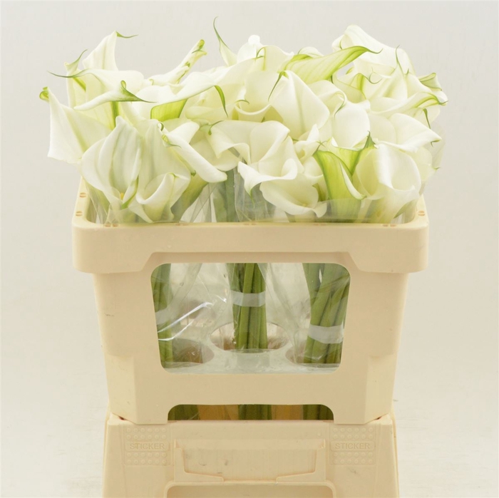 <h4>Calla White Art | Dubbelbloemig</h4>