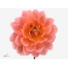 Dahlia Yelno Harmony