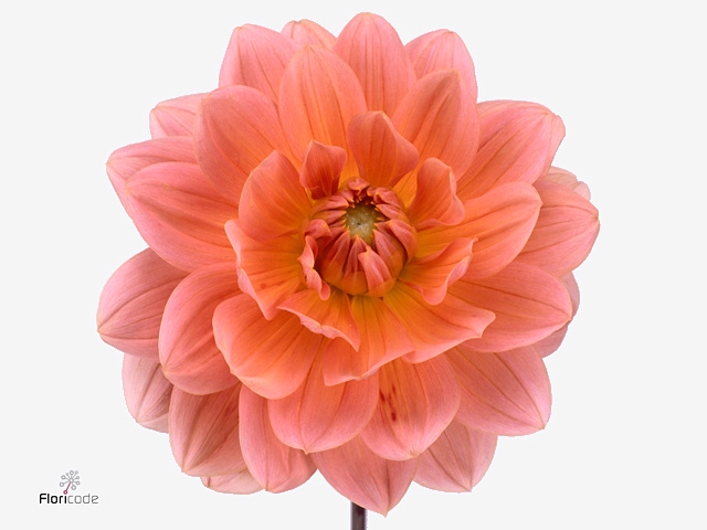 Dahlia Yelno Harmony