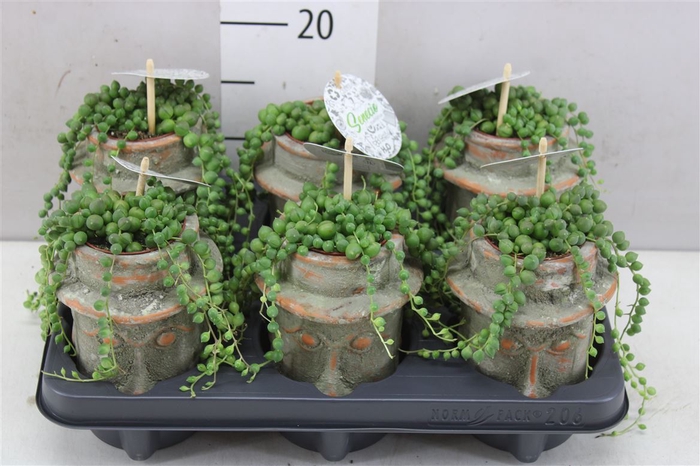 <h4>Senecio Rowleyanus In Mini Mayahoofd Keramiek</h4>