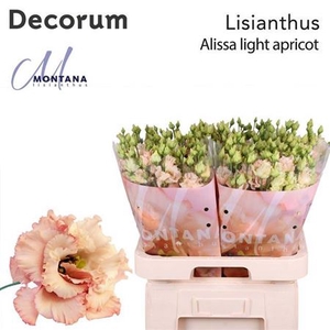 Eus G Alissa Light Apricot