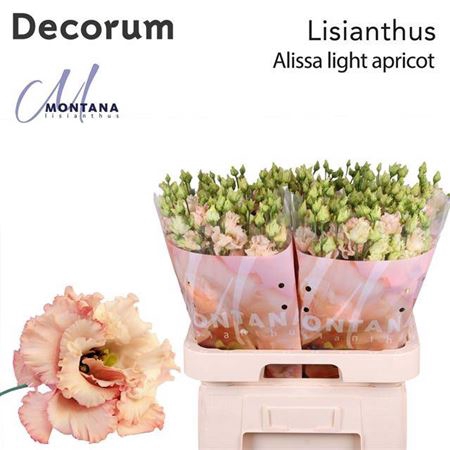 <h4>Eus G Alissa Light Apricot</h4>