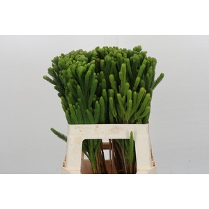 Kaaps Groen Albigreen