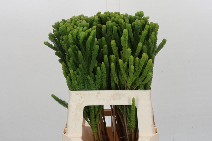 <h4>Kaaps Groen Albigreen</h4>