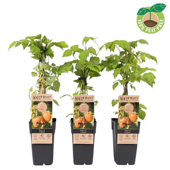 <h4>Rubus idaeus 'Fallgold', P15</h4>