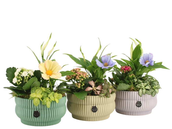 <h4>11571: Consideration arrangement</h4>