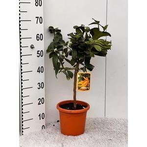 Citrus medica Hand of Buddha stem