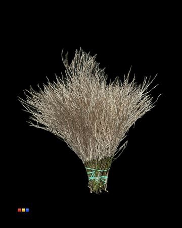 <h4>Vaccinium / Heidelbeer Champagne</h4>