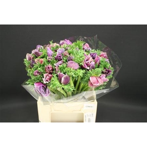 Anem Z Mistral Cenere