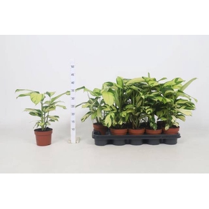 Calathea Pilosa 12Ø 54cm