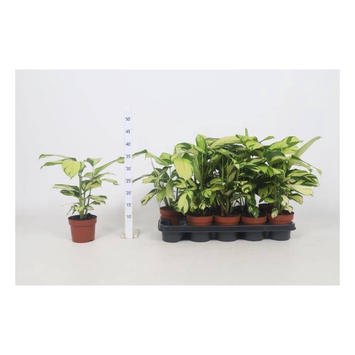 <h4>Calathea Pilosa 12Ø 54cm</h4>
