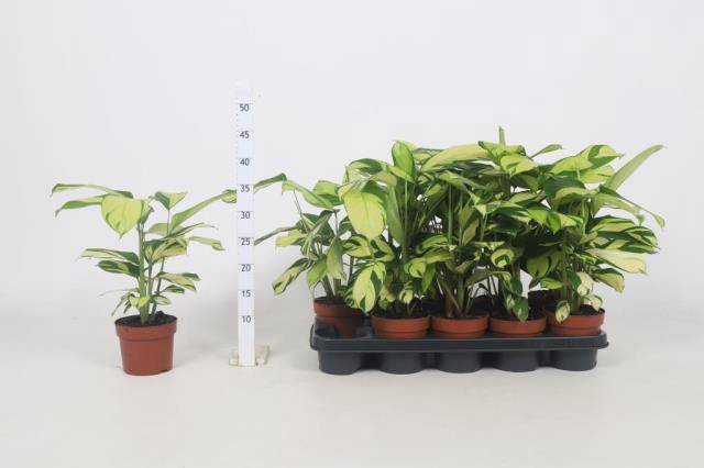 Calathea Pilosa 12Ø 54cm