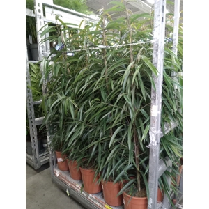 Ficus binn. 'Alii'
