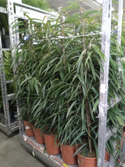 <h4>Ficus binn. 'Alii'</h4>