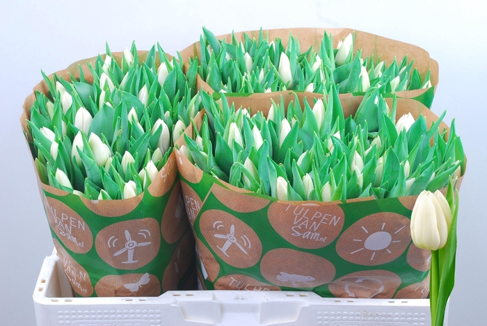 <h4>TU EN UPDATE</h4>