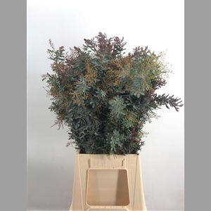 Acacia Baileyana