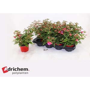FUCHSIA B F  ELLA