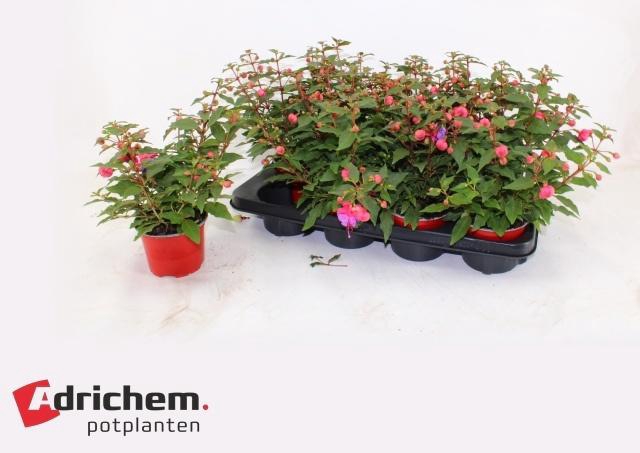 <h4>FUCHSIA B F  ELLA</h4>
