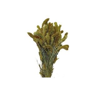 Bunch Setaria 200g L65