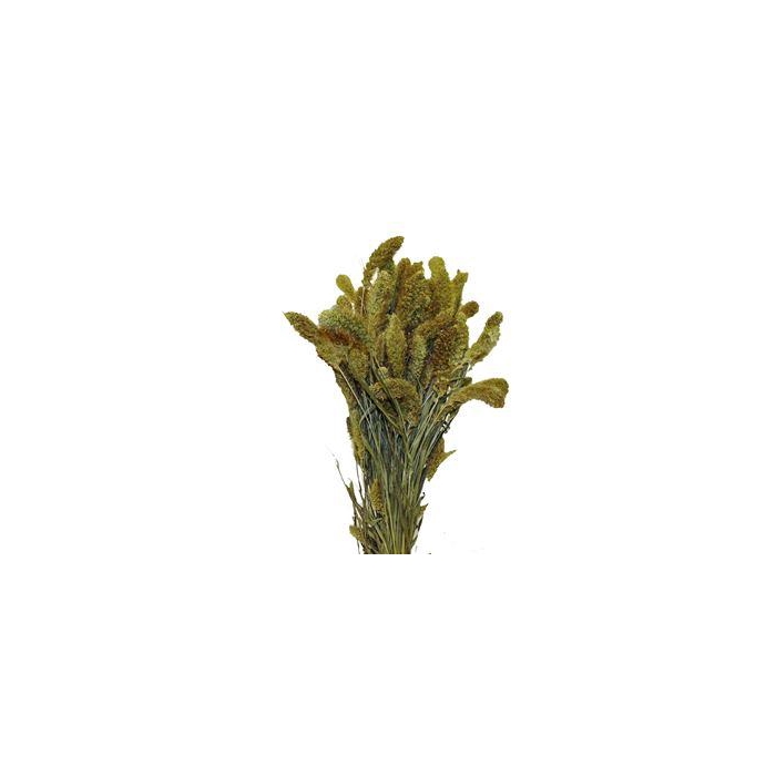 <h4>Bunch Setaria 200g L65</h4>