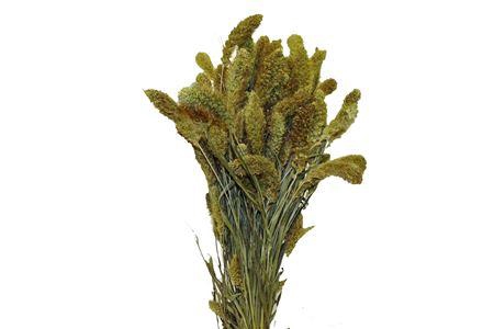 Bunch Setaria 200g L65