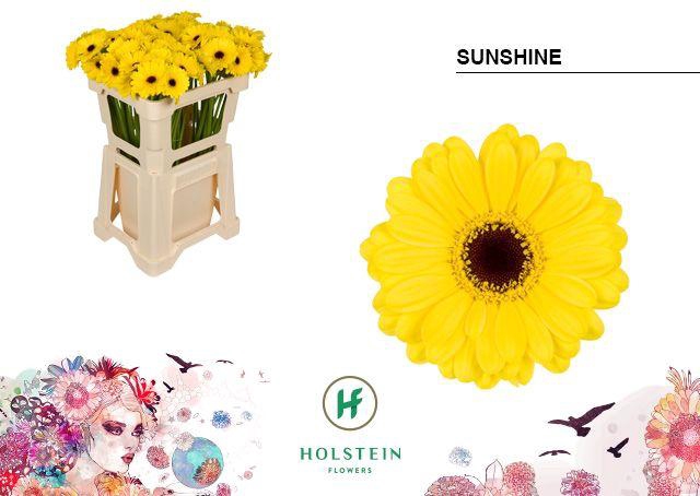 <h4>Ge. Mi Sunshine</h4>