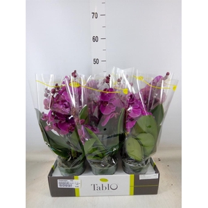 Phalaenopsis   ...lilac