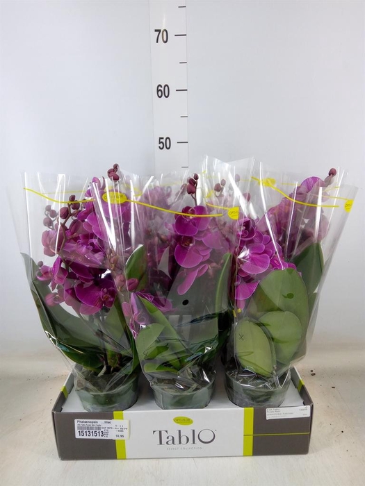<h4>Phalaenopsis   ...lilac</h4>