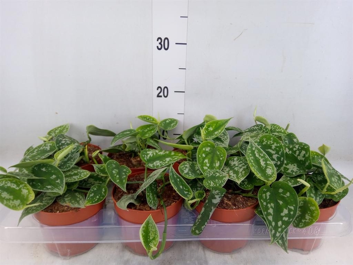 <h4>Scindapsus   ...</h4>