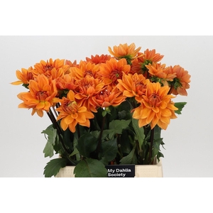 Dahlia Summerflame