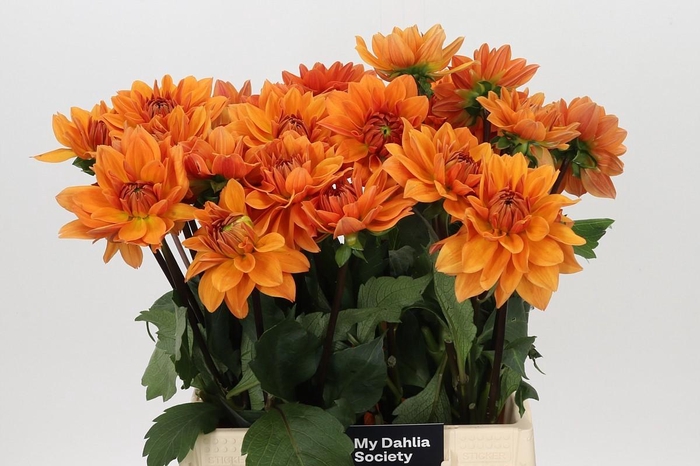 <h4>Dahlia Summerflame</h4>