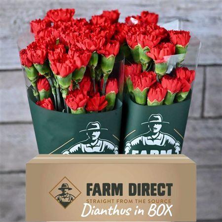 <h4>Di St Don Pedro Box</h4>