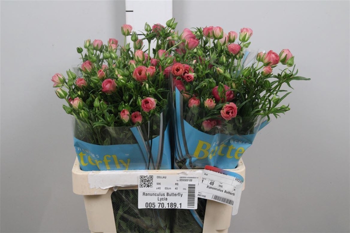 <h4>Ran Butterfly Lycia</h4>