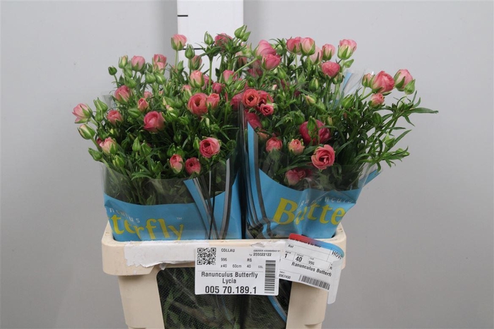 <h4>Ran Butterfly Lycia</h4>